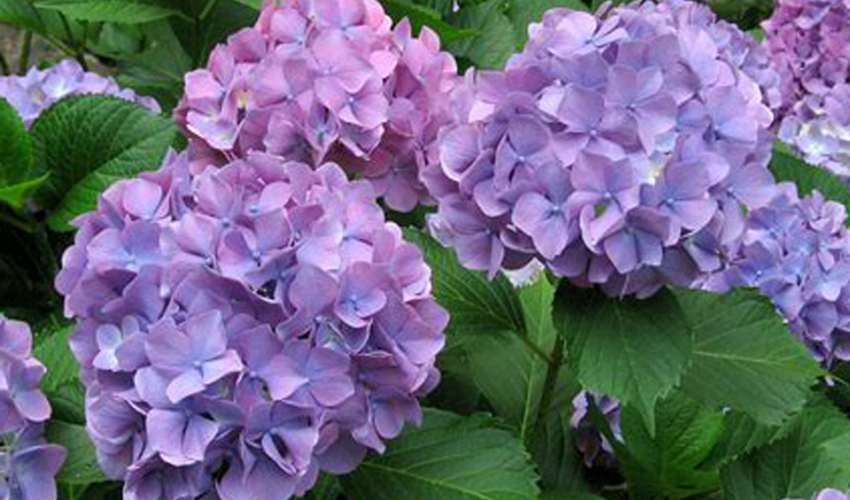 ３８９ 紫陽花 は ホントは違う花なの ミヤサカ ふとん まくら カーテン 快適な眠りのご提案